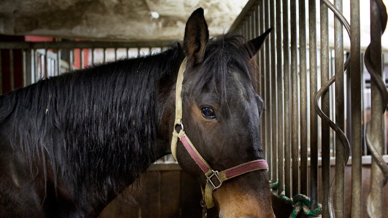 articles/2014/03/08/de-blasio-whipped-by-horse-lobby/140307-robin-horse-tease_pdvpow