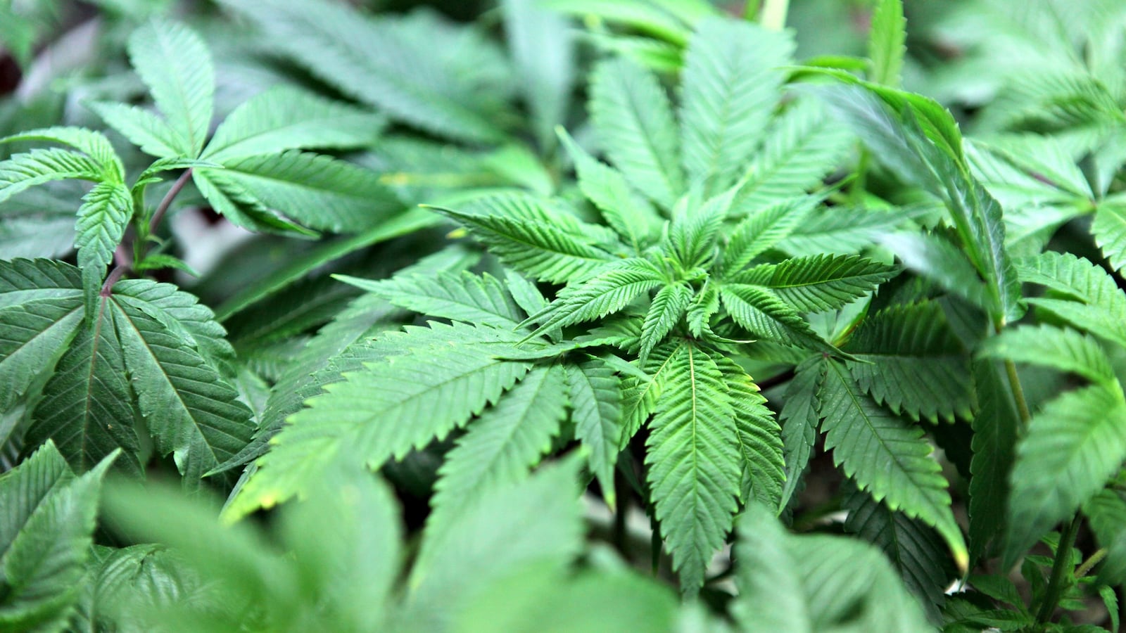 cheats/2016/06/29/scientists-marijuana-can-help-deteriorate-alzheimer-s/160621-marijuana-colo-cheat_lotuvz