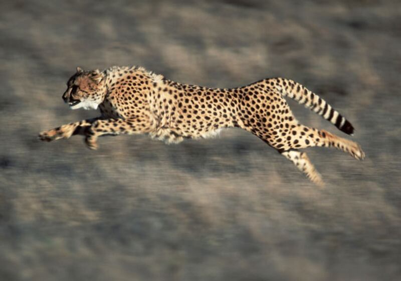 galleries/2010/03/18/life/life---1_vhv8u2