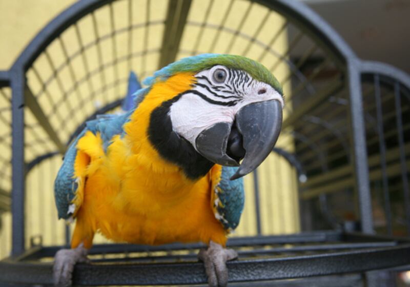 galleries/2010/11/09/which-pets-live-the-longest/pets---parrot_t70dz3