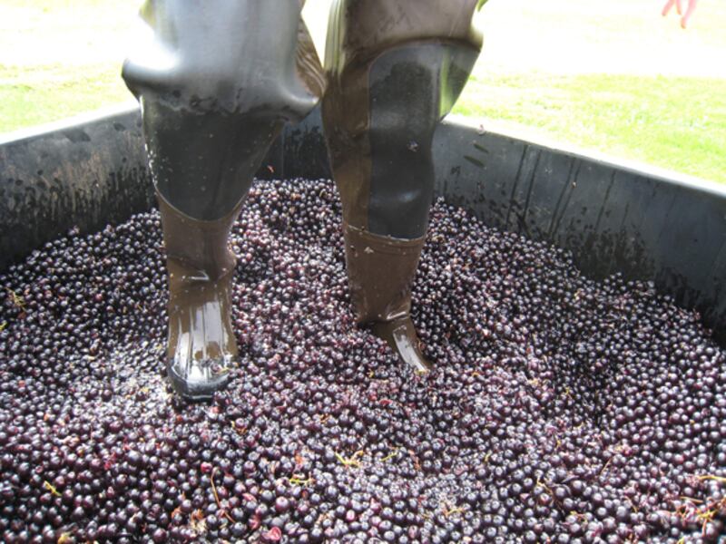 galleries/2010/10/14/annual-harvest-at-channing-daughters-winery/menin-wine-harvest-2_psplkl