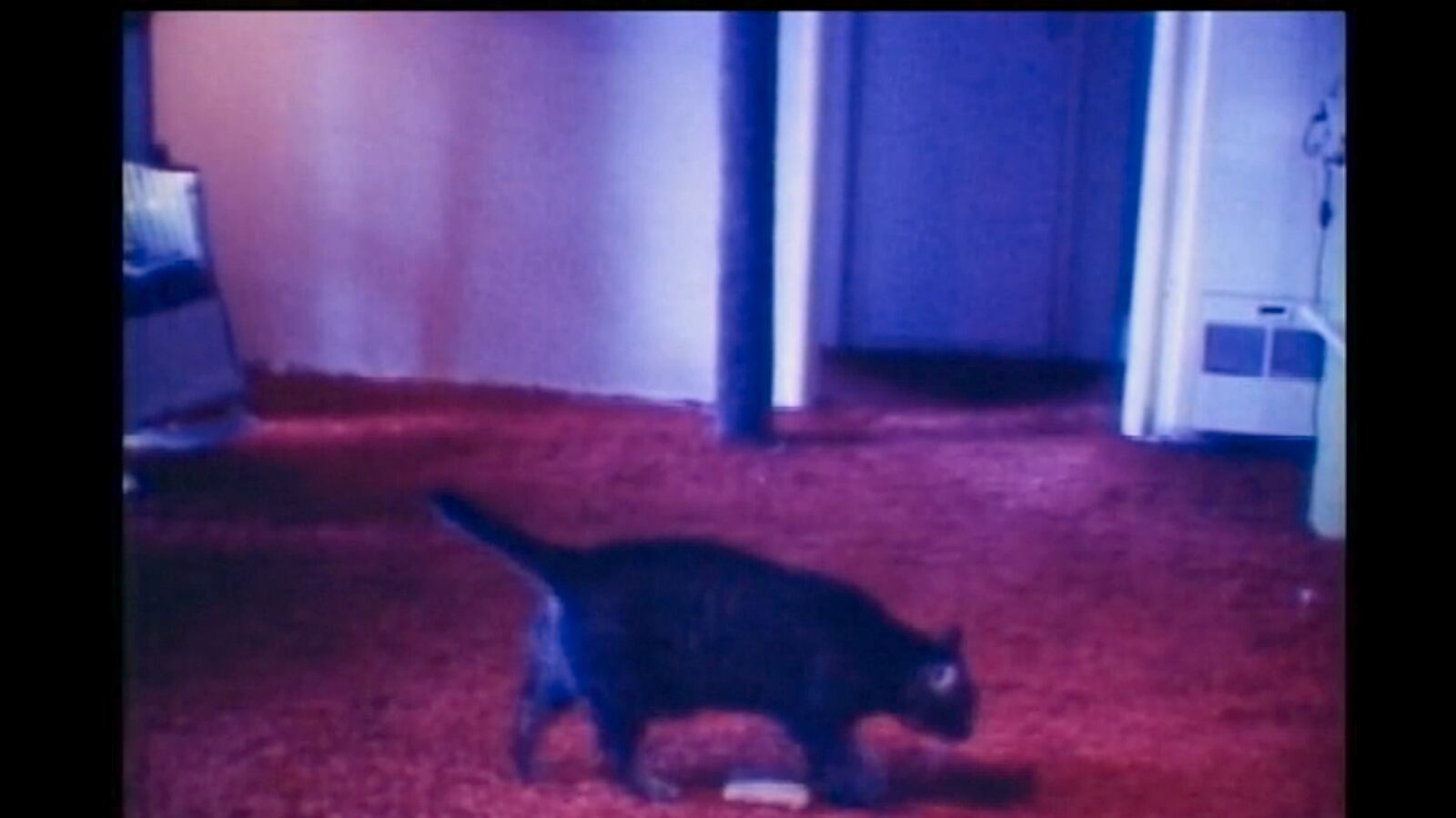 articles/2013/04/26/cat-video-by-b-wurtz-at-triple-canopy-is-the-daily-pic-by-blake-gopnik/cat-daily-pic_usvyce