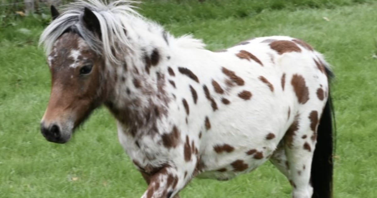 Miniature Horse Heist Prompts Major Police Response