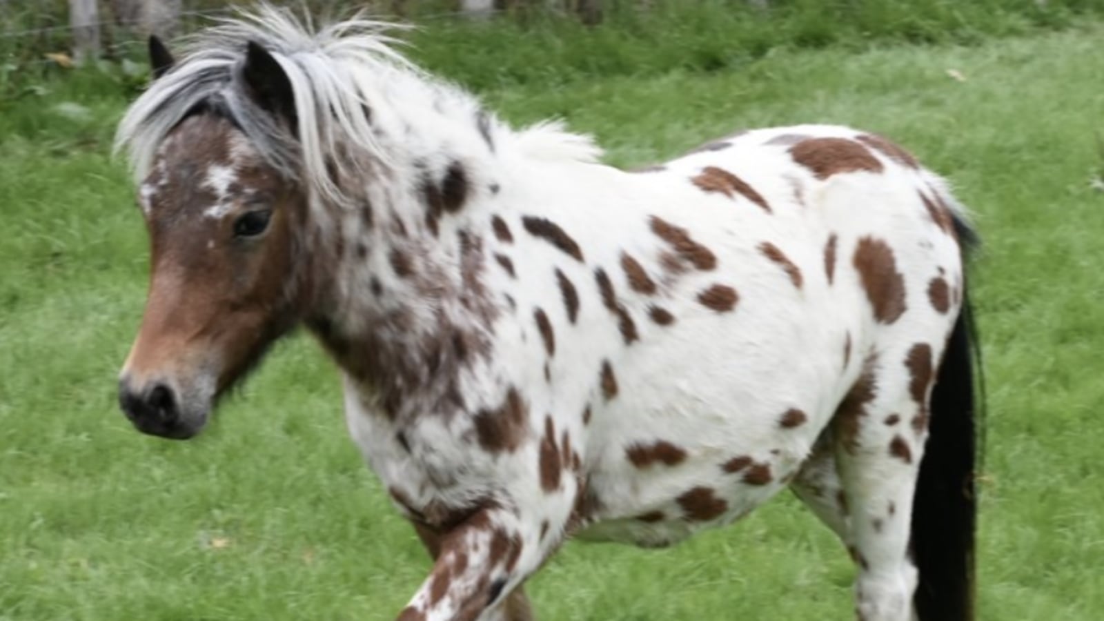 Police are pleading with the public for help finding this stolen miniature Argentine Falabella stallion and his mate.