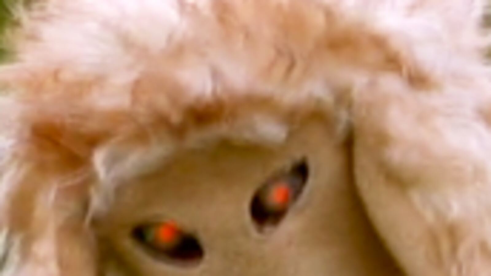 articles/2010/02/04/carly-fiorinas-demon-sheep/sarlin-fiorina-demon-sheep_79826_vqdz4v