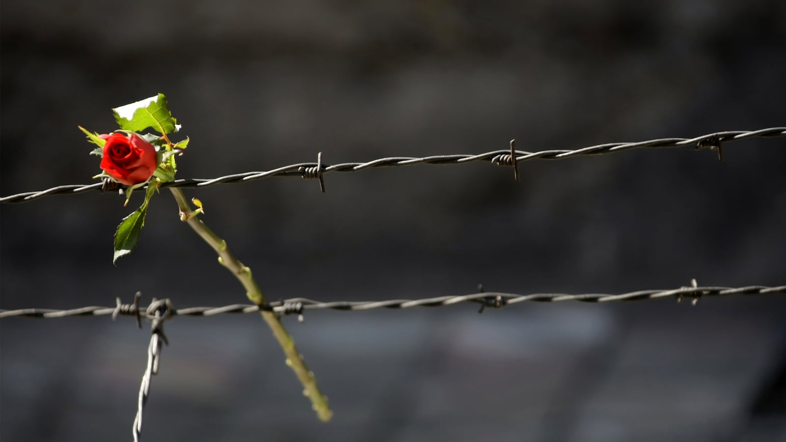 articles/2015/02/03/my-grandparents-married-in-bergen-belsen/150202-strochlic-poland-tease_e3klqv