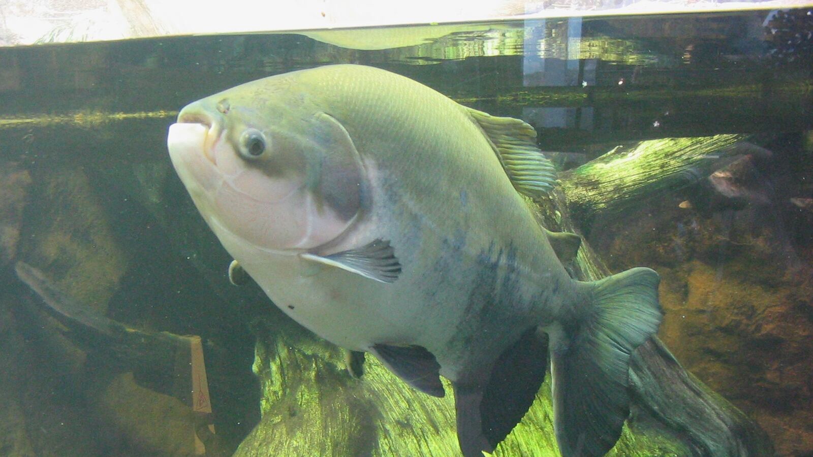 cheats/2013/08/17/exotic-fish-snacking-on-men-s-testicles/130815-testical-fish-weird-cheat_iuma4d