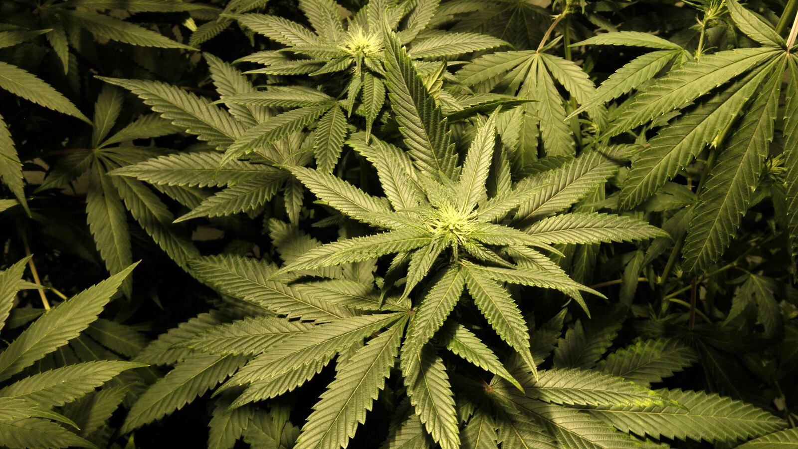 cheats/2014/05/02/pot-growers-caught-by-electric-worker/140502-marijuana-bust-cheat_xpvzh5