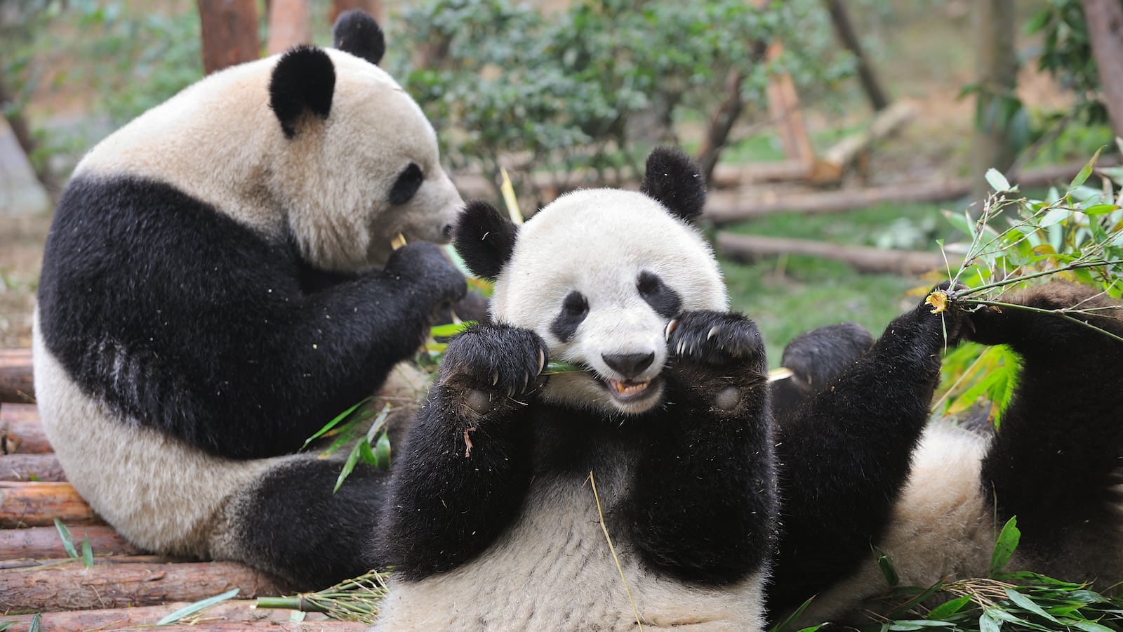 Giant pandas eating bamboo.