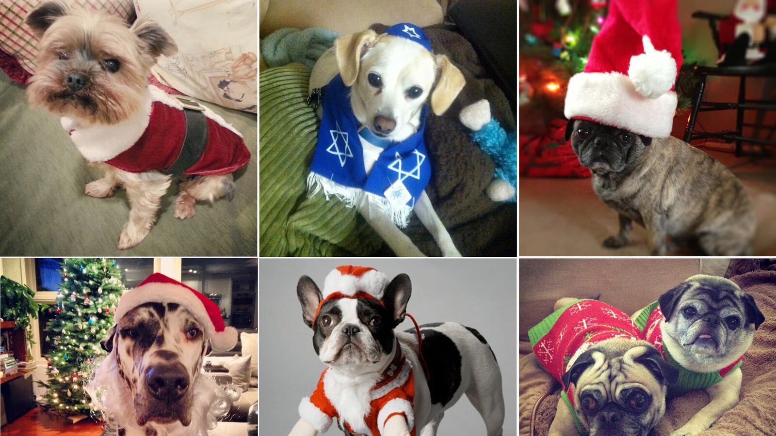 galleries/2012/12/25/santa-paws-dogs-get-dressed-in-the-holiday-spirit/christmas-dog_tease_ffcbxm