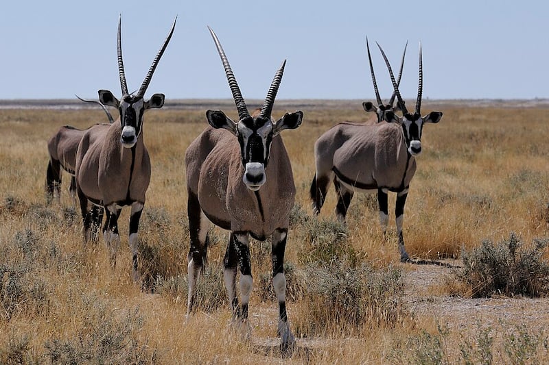 Gemsbok are among the animals that Ernie Dosio hunted in Africa.