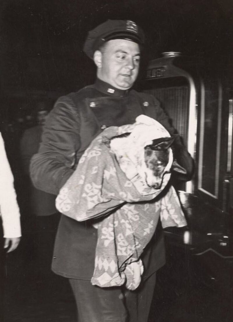 galleries/2016/01/09/these-iconic-new-york-city-photos-are-now-all-yours/160108-nypl-police-dog1_difxh6