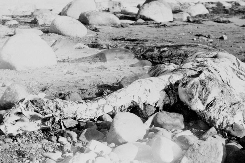 galleries/2013/08/22/mysterious-sea-creatures-wash-ashore-photos/130822-mysterious-sea-creature-1_tl0vwj