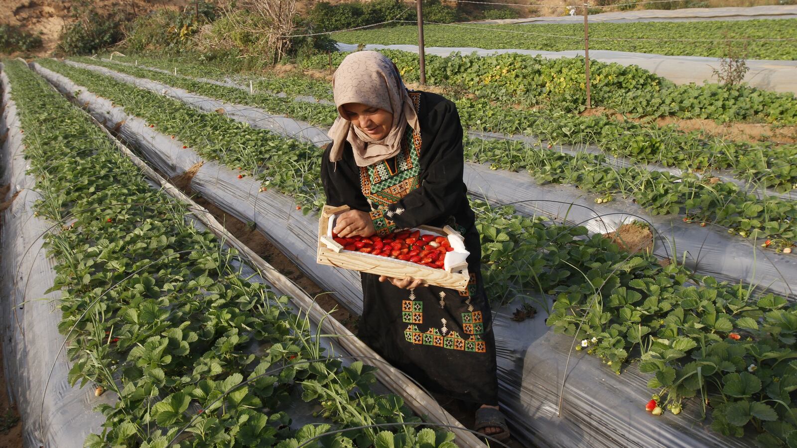 articles/2012/05/16/import-export/palestinian-farmer-strawberries-openz_pifrlj