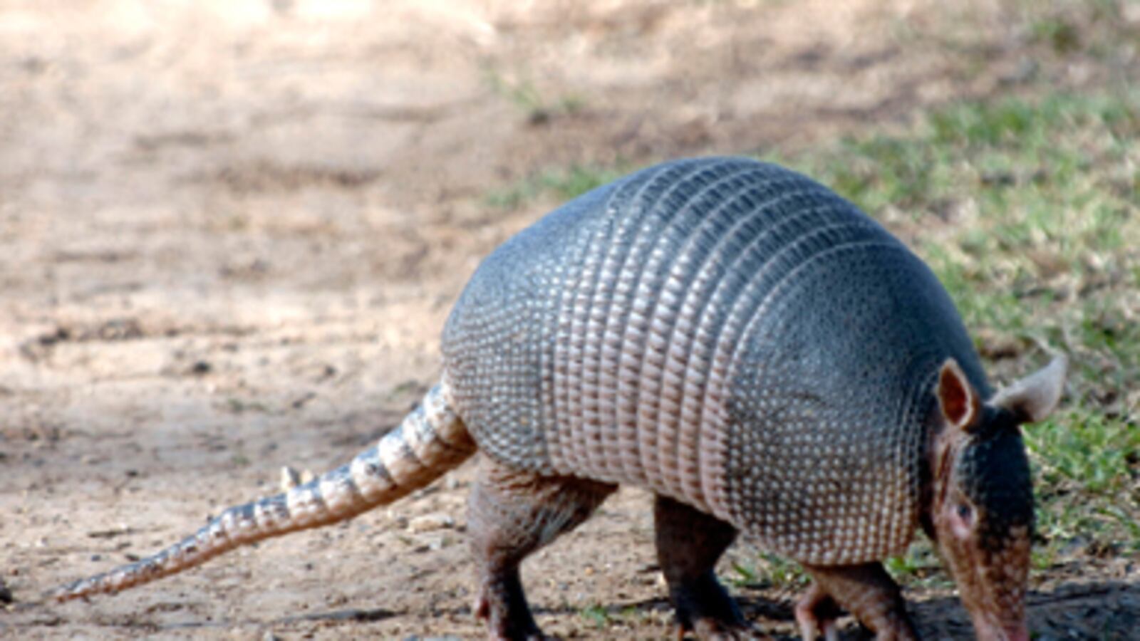 cheats/2011/04/27/human-leprosy-linked-to-armadillos/armadillos-leprosy_gmrgim