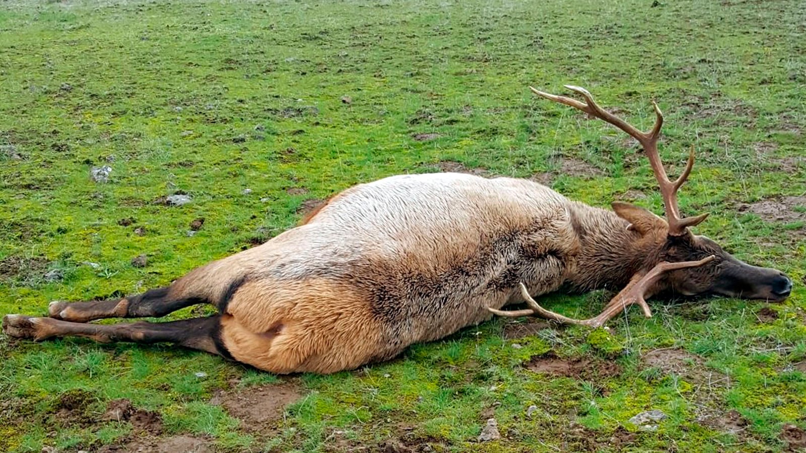 180517-brown-social-club-tease_mfdfct