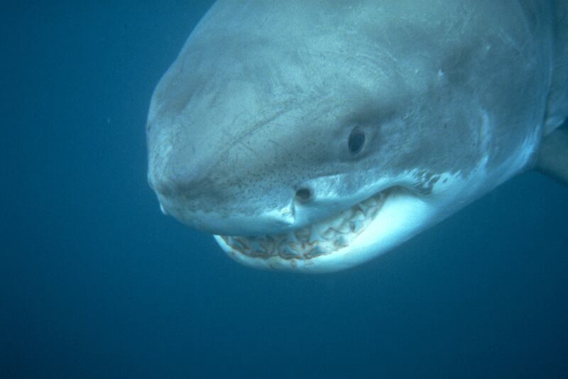 articles/2013/08/20/discovery-s-sneak-attack/130820-discovery-oconnor-tease_gywftj