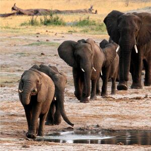 171115-elephant-trophies-ban-reversal-cheat_ltjuhg