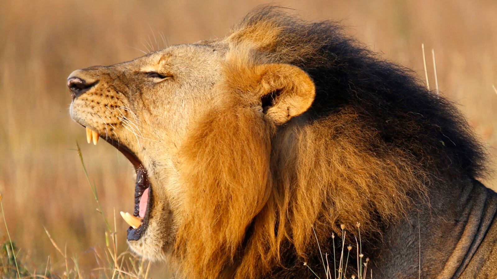 cheats/2015/08/03/another-u-s-doctor-killed-african-lion/150803-lion-africa-cheat_chgvjy