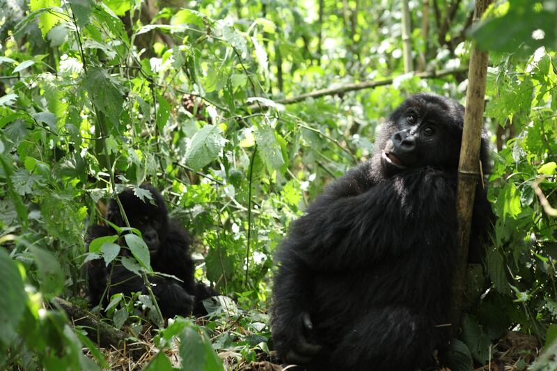galleries/2015/06/21/the-mountain-gorillas-of-virunga-photos/150617-strochlic-gorilla6_nz17ux