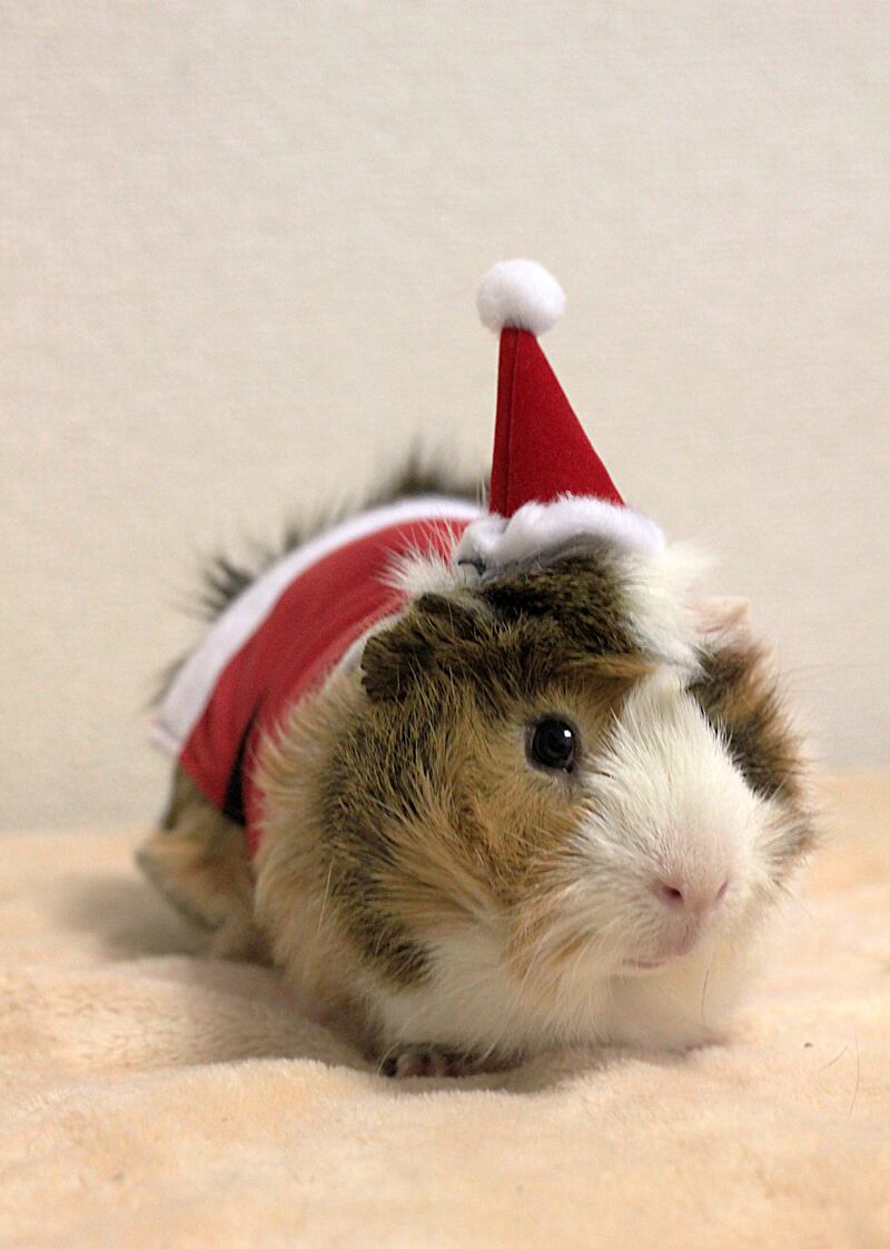 galleries/2013/05/12/japanese-guinea-pig-clothing-line/130512-gp-4_whgbhz