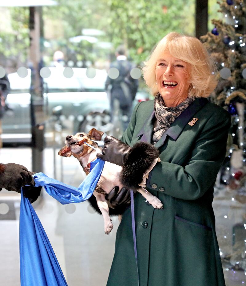 Queen Camilla holds her jack-russell terrier unveiling a plaque as they visit the Battersea Dogs and Cats Home