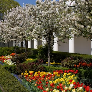 Rose Garden, 2007