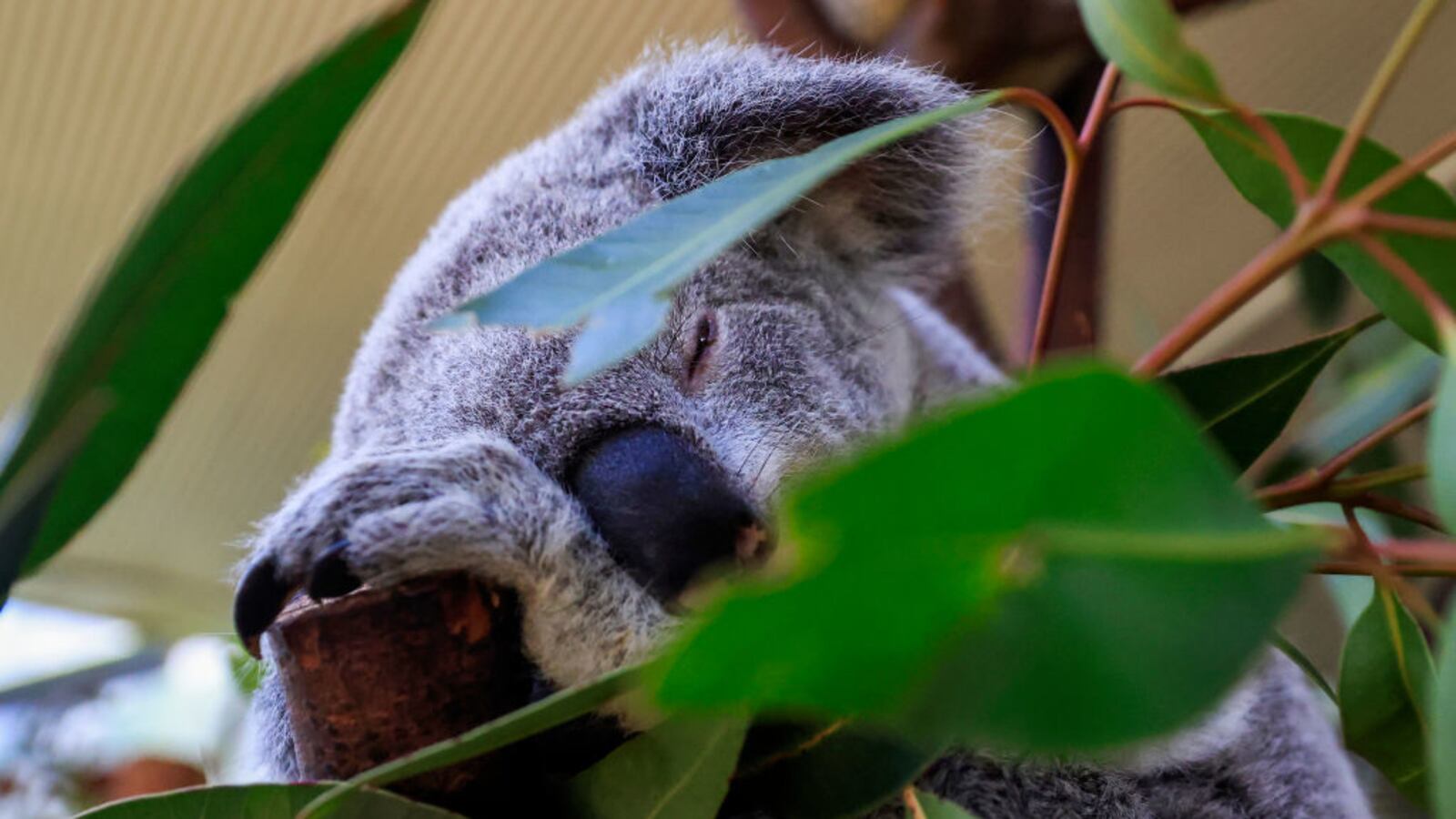 GettyImages-1346469789_ncowht