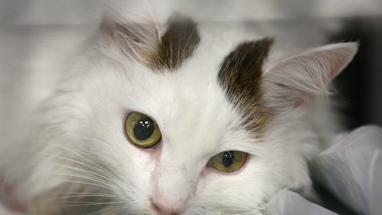 cheats/2013/01/29/study-cats-kill-billions-of-animals/cats-kill-billions-cs_nclvwx