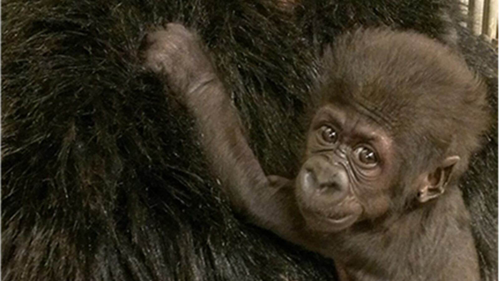 cheats/2014/12/27/shunned-baby-gorilla-moving-to-new-zoo/141227-cincinnati-zoo-cheat_ln0u6m