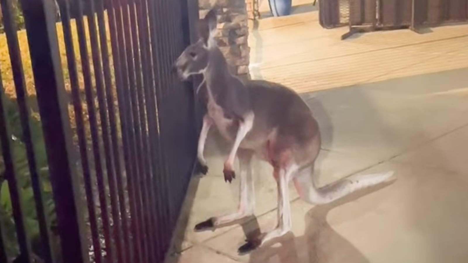 A photo of a runaway kangaroo