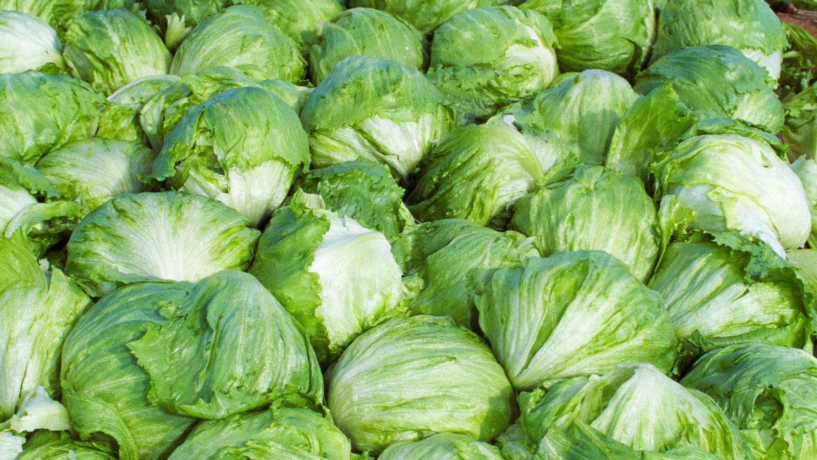 Agriculture - Harvested Iceberg lettuce / Santa Maria, California, USA. (Photo by: Tony Hertz /Design Pics Editorial/Universal Images Group via Getty Images)