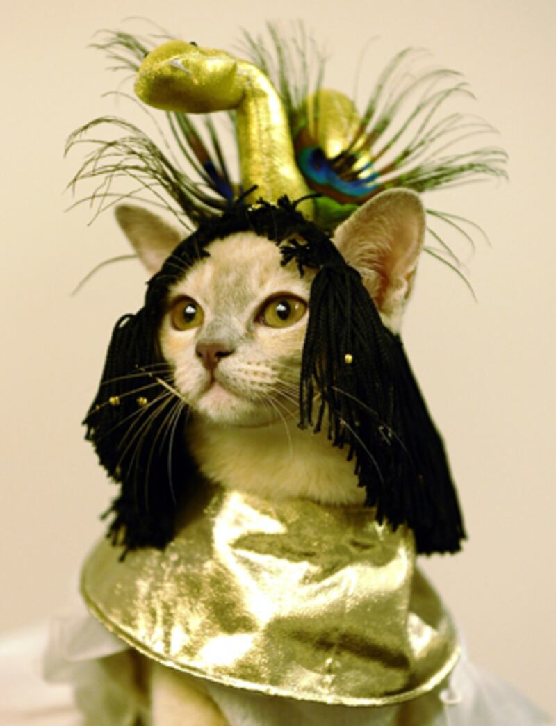 galleries/2010/10/28/cats-in-costume/cats-in-costume-9_jpndgz