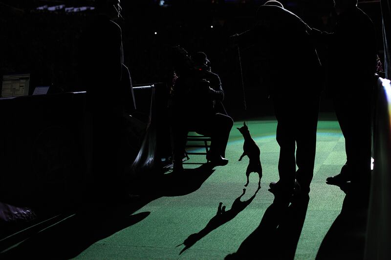 galleries/2014/02/12/westminster-parade-of-purebreds-photos/westminster-gal-24_igsozz