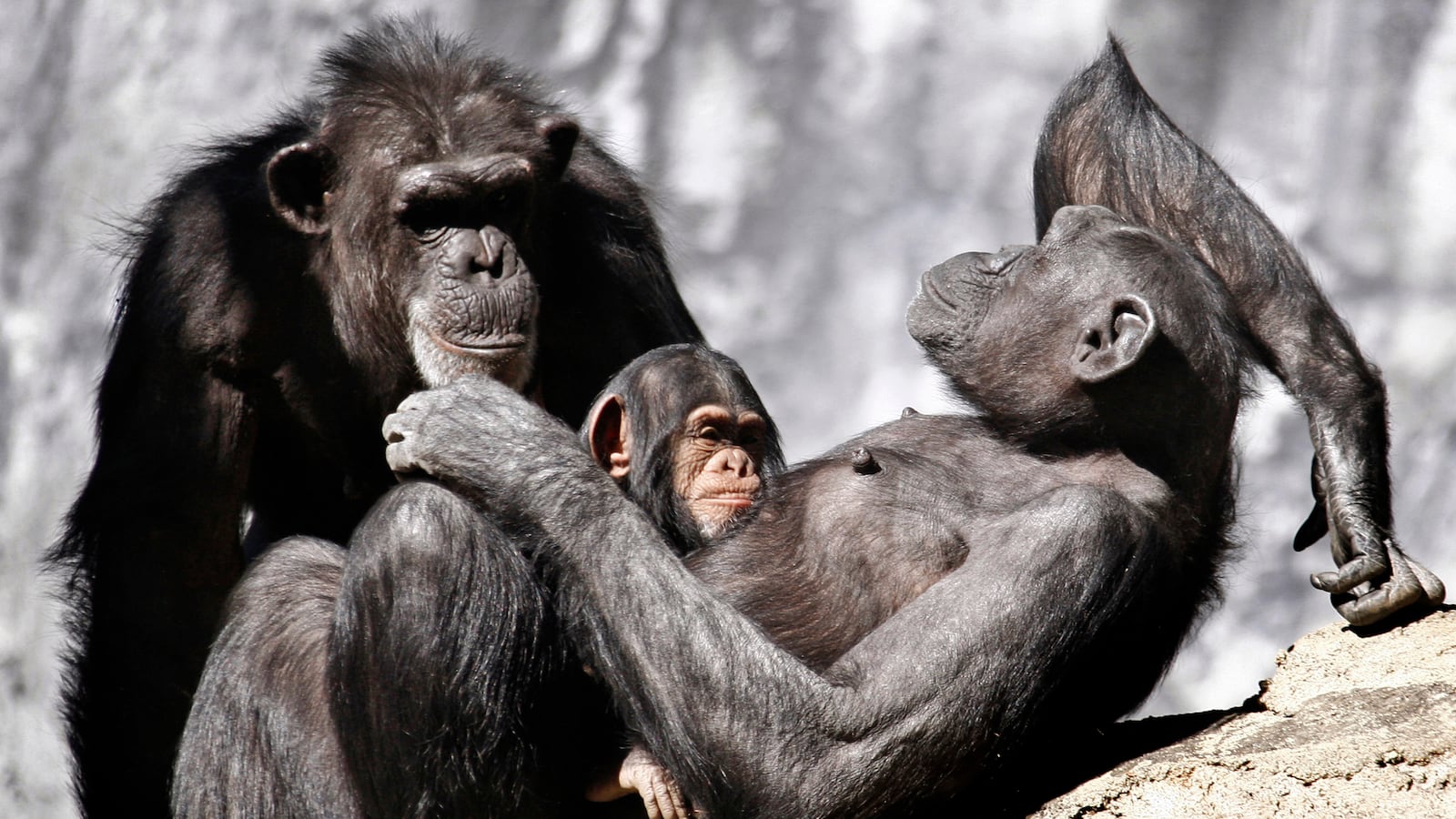 cheats/2014/01/18/chimps-communicate-with-gestures/140118-chimp-cheat_dyte2p