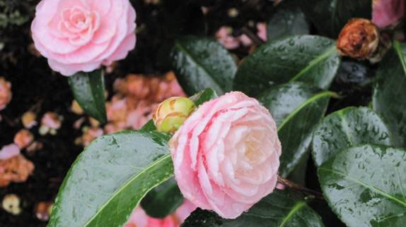 articles/2010/04/10/say-hello-to-spring/gardens-camellias-1_vqhvwh