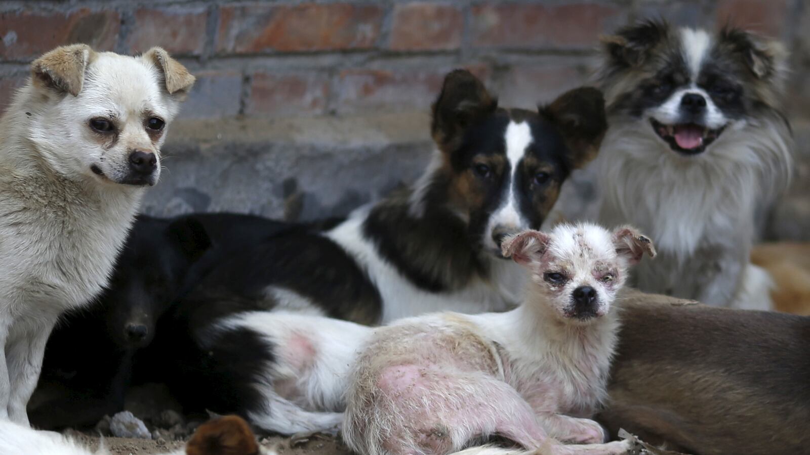 2015-07-08T120000Z_1943377442_GF10000152486_RTRMADP_3_CHINA-DOG_crt2i9