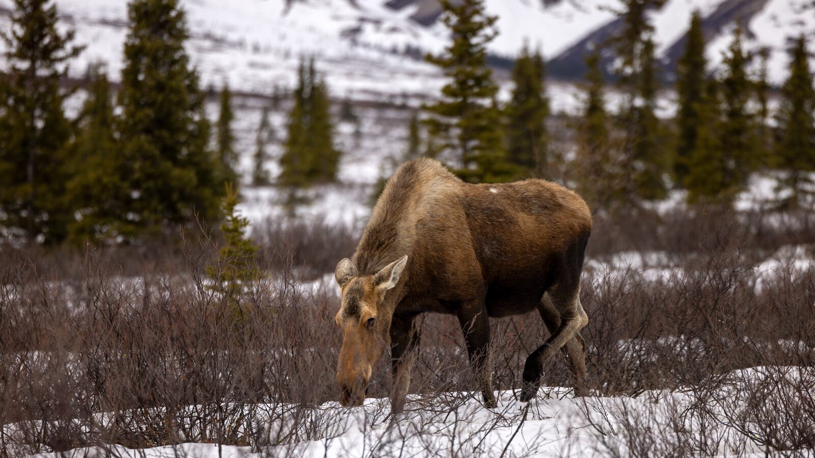 DENALI NATIONAL PARK, ALASKA - MAY 12: A moose grazes on May 12, 2025 in Denali National Park, Alaska. (Photo by Lance King/Getty Images)