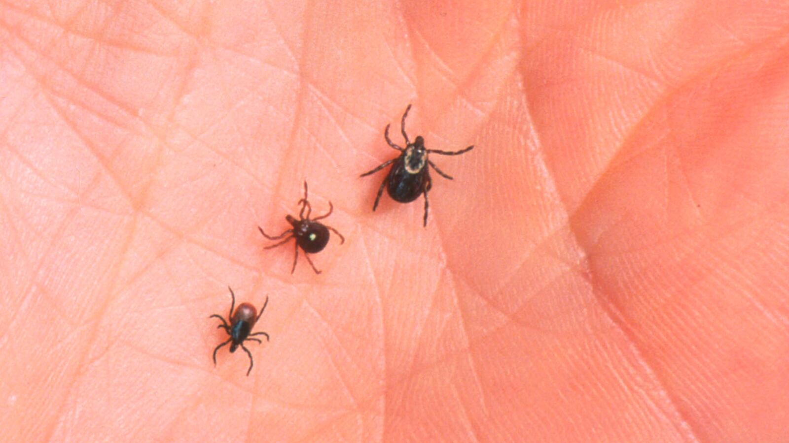 GettyImages-51093192_1_xssiyv