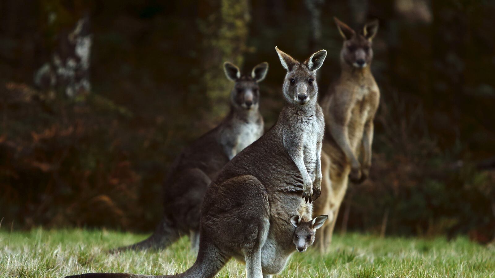cheats/2016/01/28/aussie-accused-in-kangaroo-bomb-plot/160128-kangaroo-explosives-cheat_iqet9y