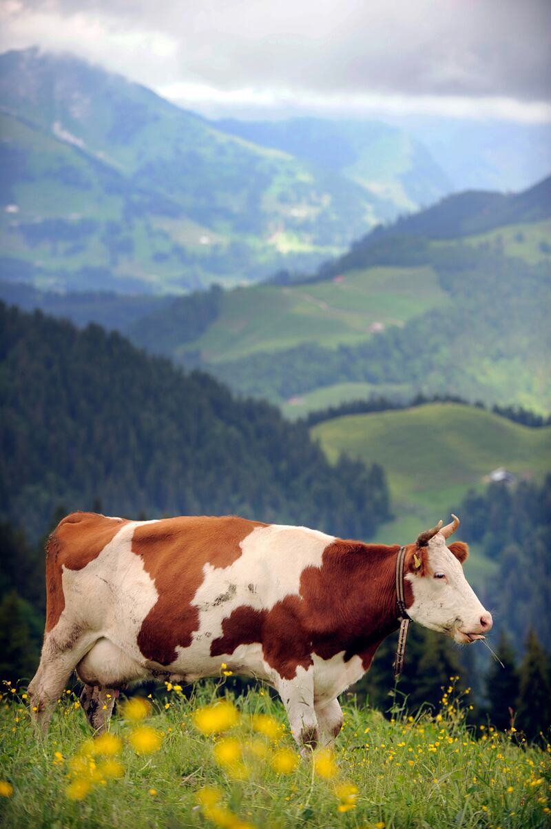 galleries/2012/10/02/starlings-dive-bomb-the-autobahn-more-animal-suicides-photos/animal-suicides-cows_f8gyhn