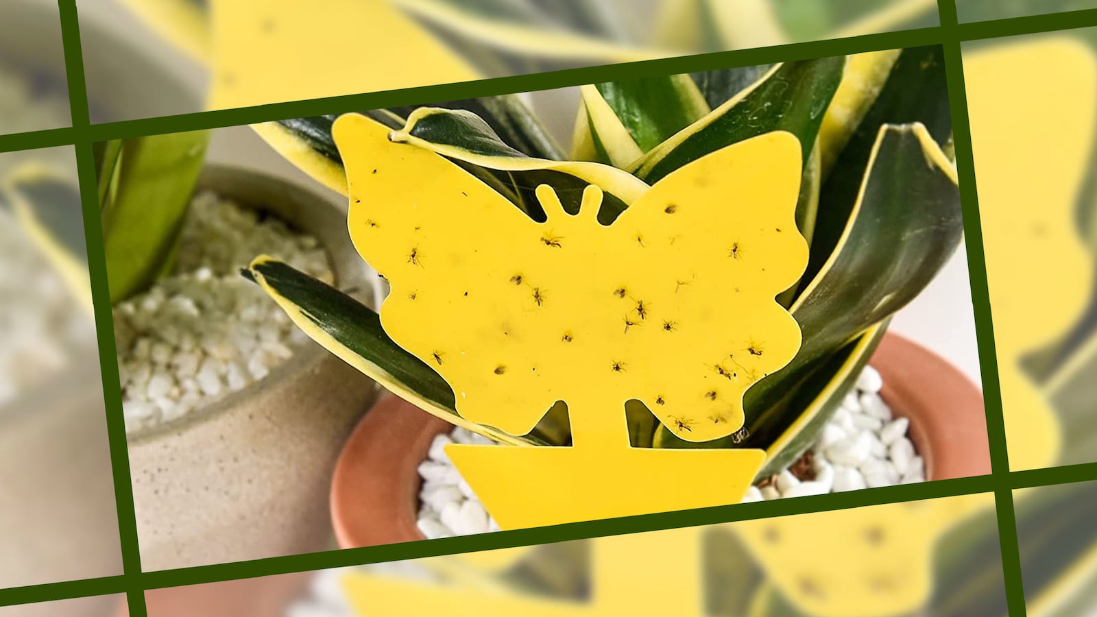 fly_catcher_review_ylybyt