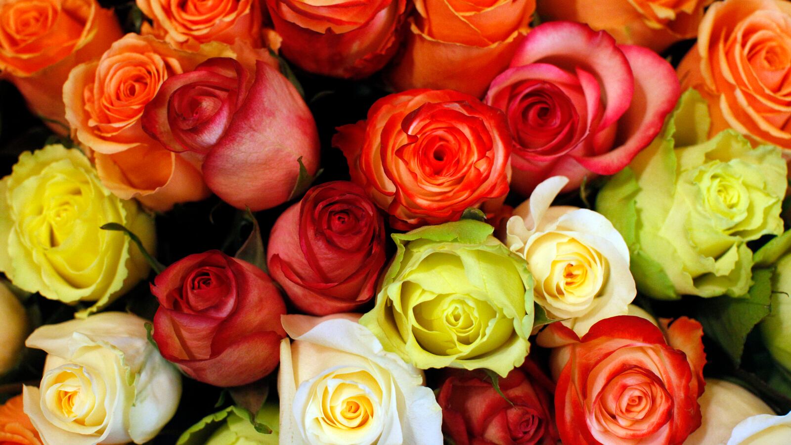 2013-02-13T000000Z_569294594_BM2E92D17UE01_RTRMADP_3_AUSTRIA_ap69z4