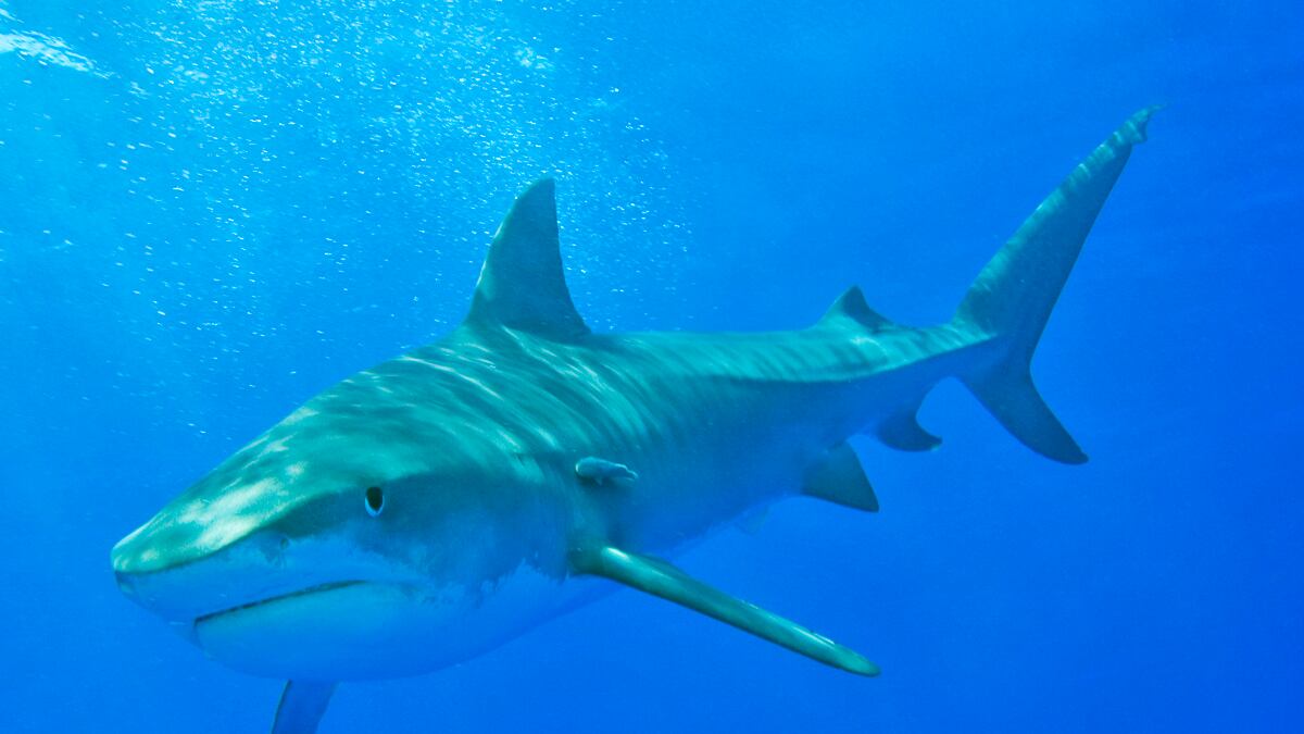 cheats/2011/08/19/russia-plagued-by-sharks/shark-attack-cheat_qlthcx