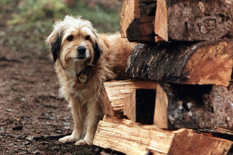 galleries/2011/12/28/rip-cheetah-from-tarzan-and-other-vintage-animal-stars-photos/hollywood-animal-stars-gal-benji_wakdkb