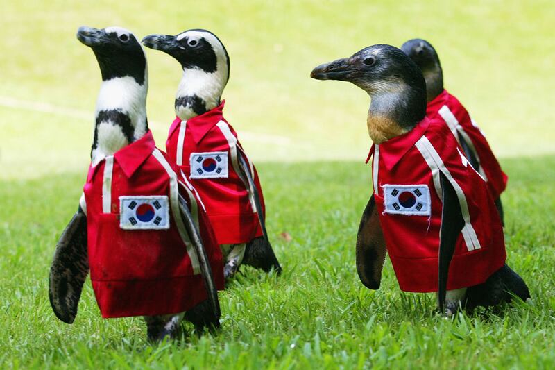 galleries/2011/10/24/best-dressed-penguins/best-dressed-penguins-7_plnutc