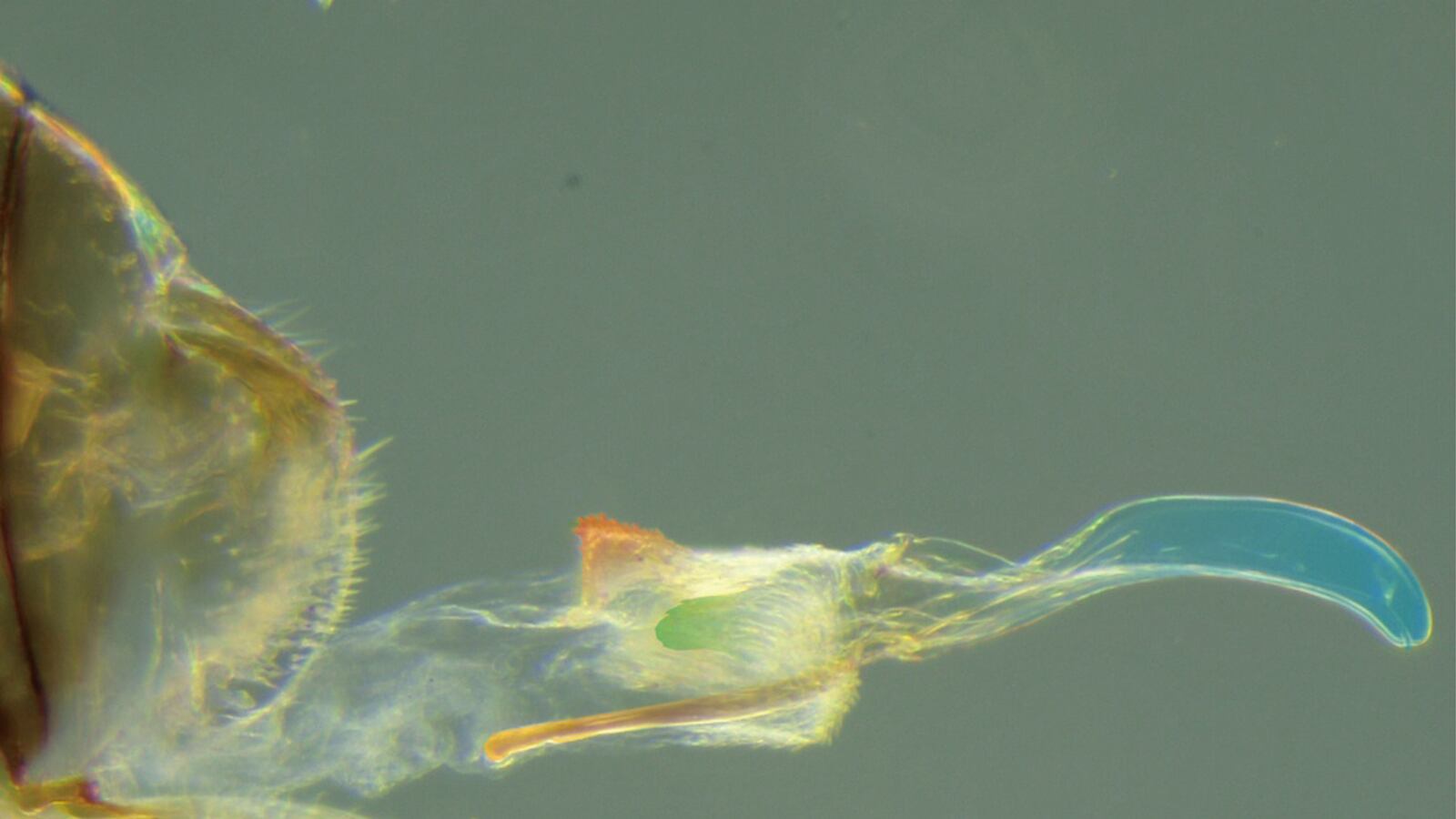 articles/2014/04/20/not-so-fast-on-the-female-penis/140419-female-penis-tease_sksm0d