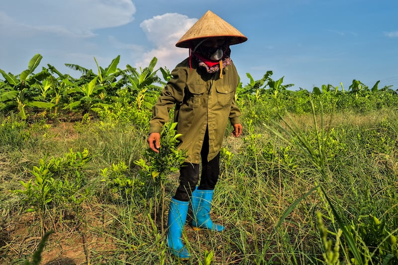 A farmer works at the site designated for a future Trump golf course in Hung Yen province, Vietnam, July 30, 2025. REUTERS/Khanh Vu