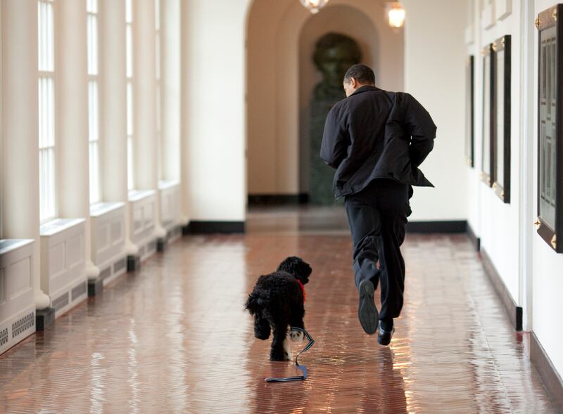 President Barack Obama runs down a corridor with the family's new dog, Bo, a six-month old Portuguese water dog, in the White House in Washington, DC on April 13, 2009.