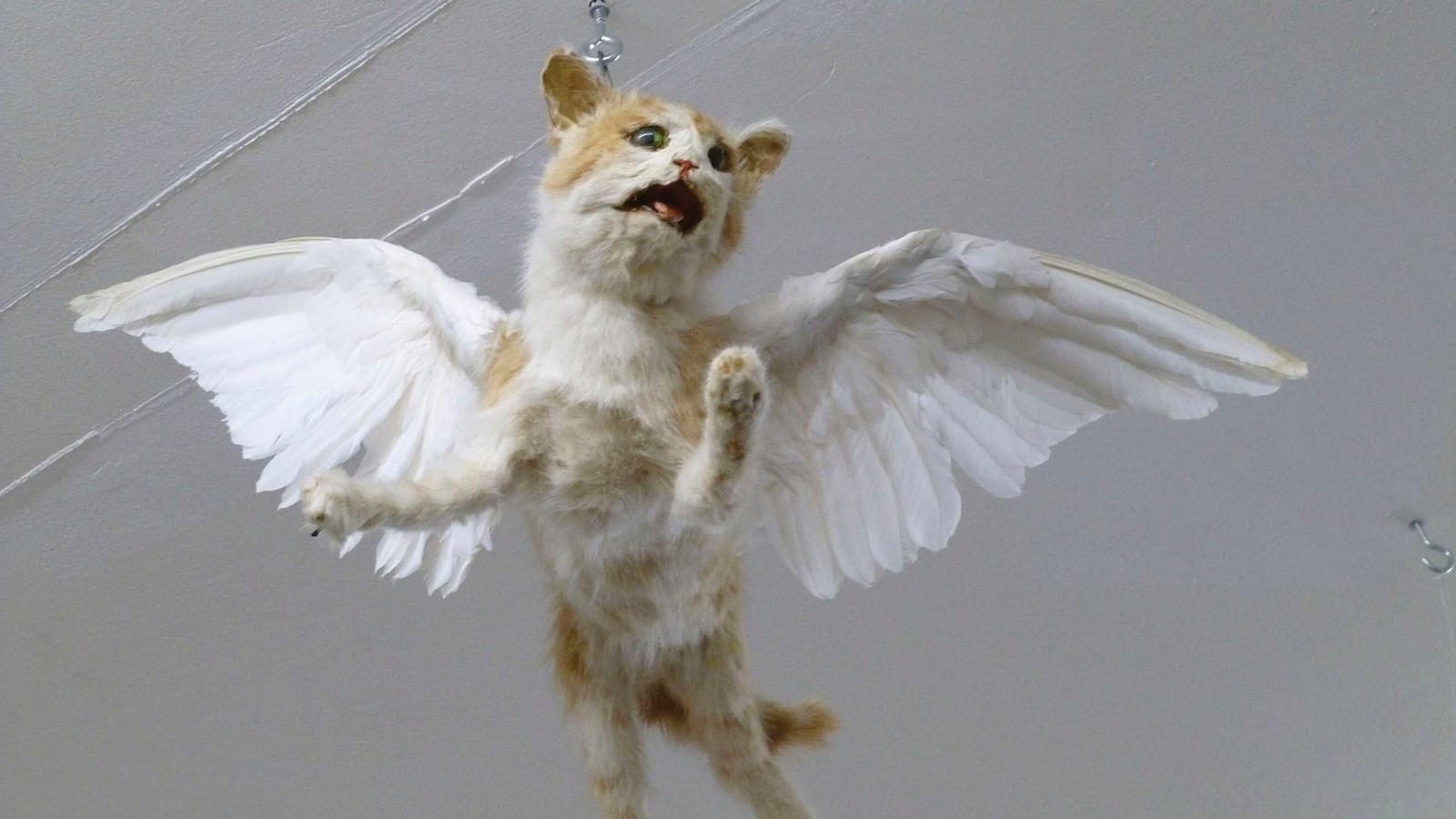 galleries/2014/09/06/the-crappiest-taxidermy-in-the-entire-world-photos/the-crappiest-taxidermy-in-the-entire-world-photos-image_ube34p